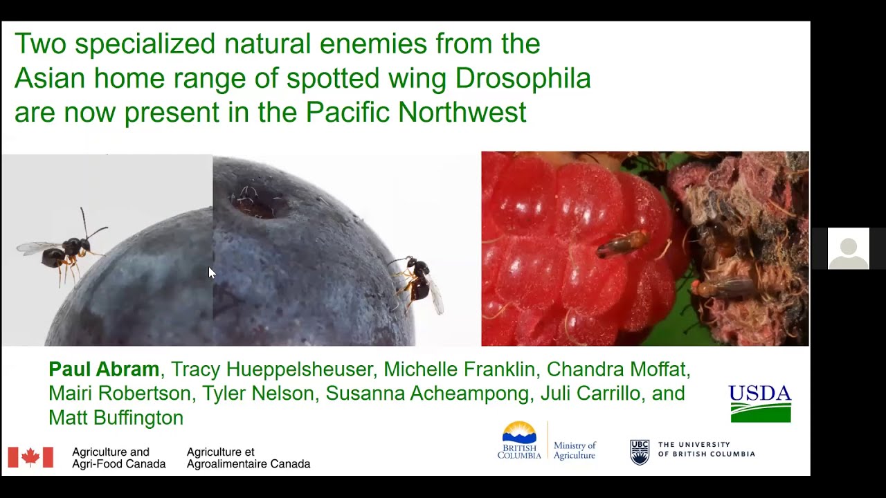 Detections of natural enemies of spotted wing Drosophila in the Pacific Northwest - Dr. Paul Abram