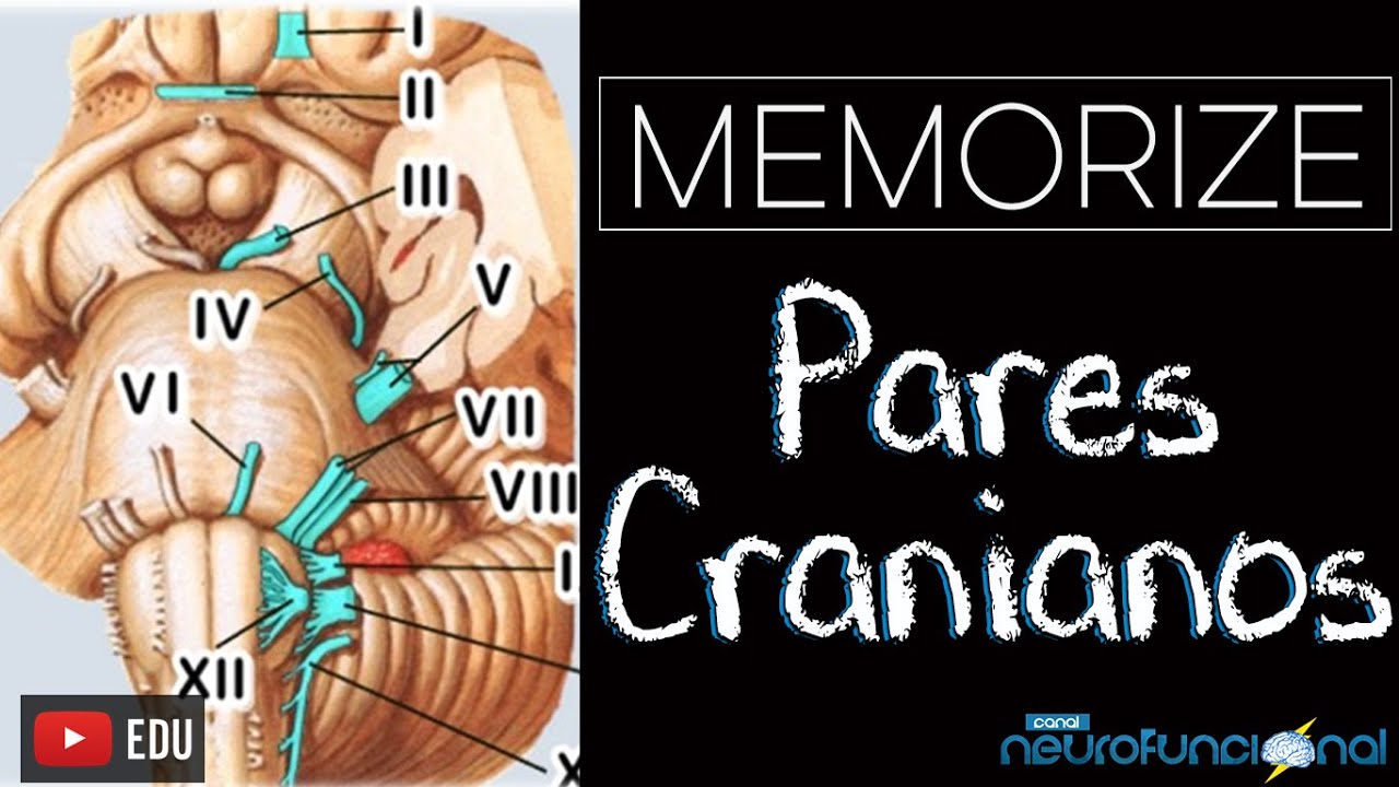 MACETE: Como gravar os 12 pares de Nervos cranianos - Rogério Souza