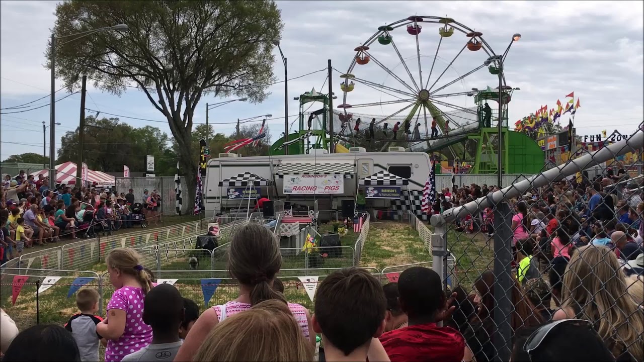 Pig Race at the Florida Strawberry Festival