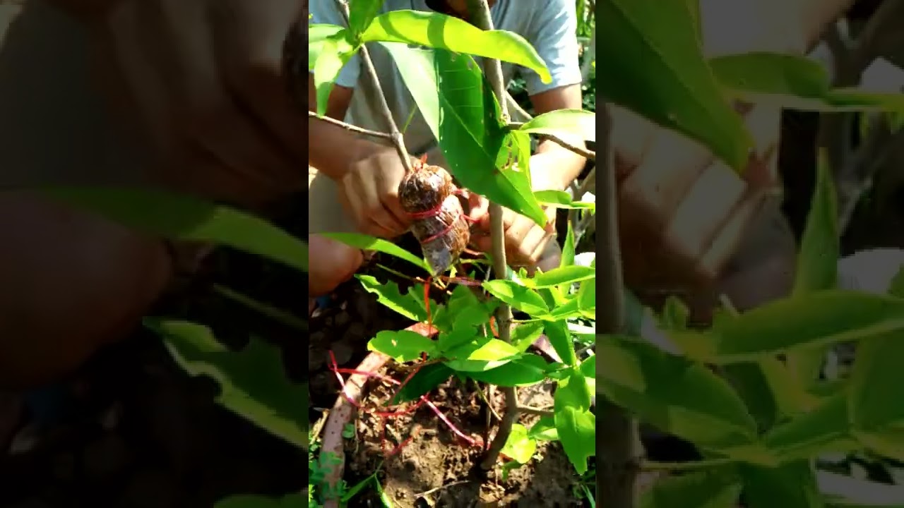 Air Layerage on Wax apple tree by Agriculture and Feeding