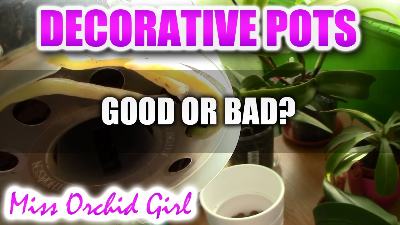 Decorative pots for Orchids - good or bad?