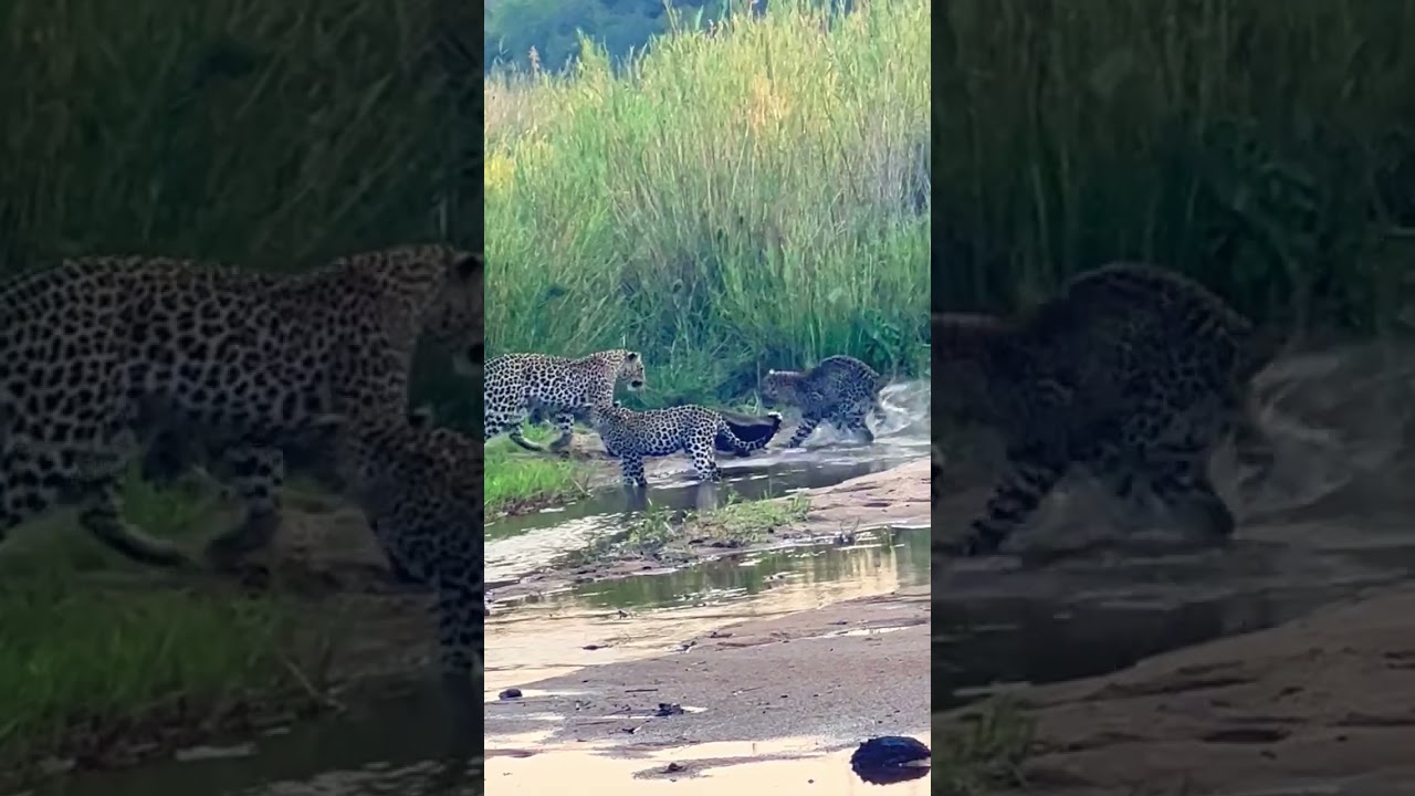 Honey badger 1 vs 3 move🐅
