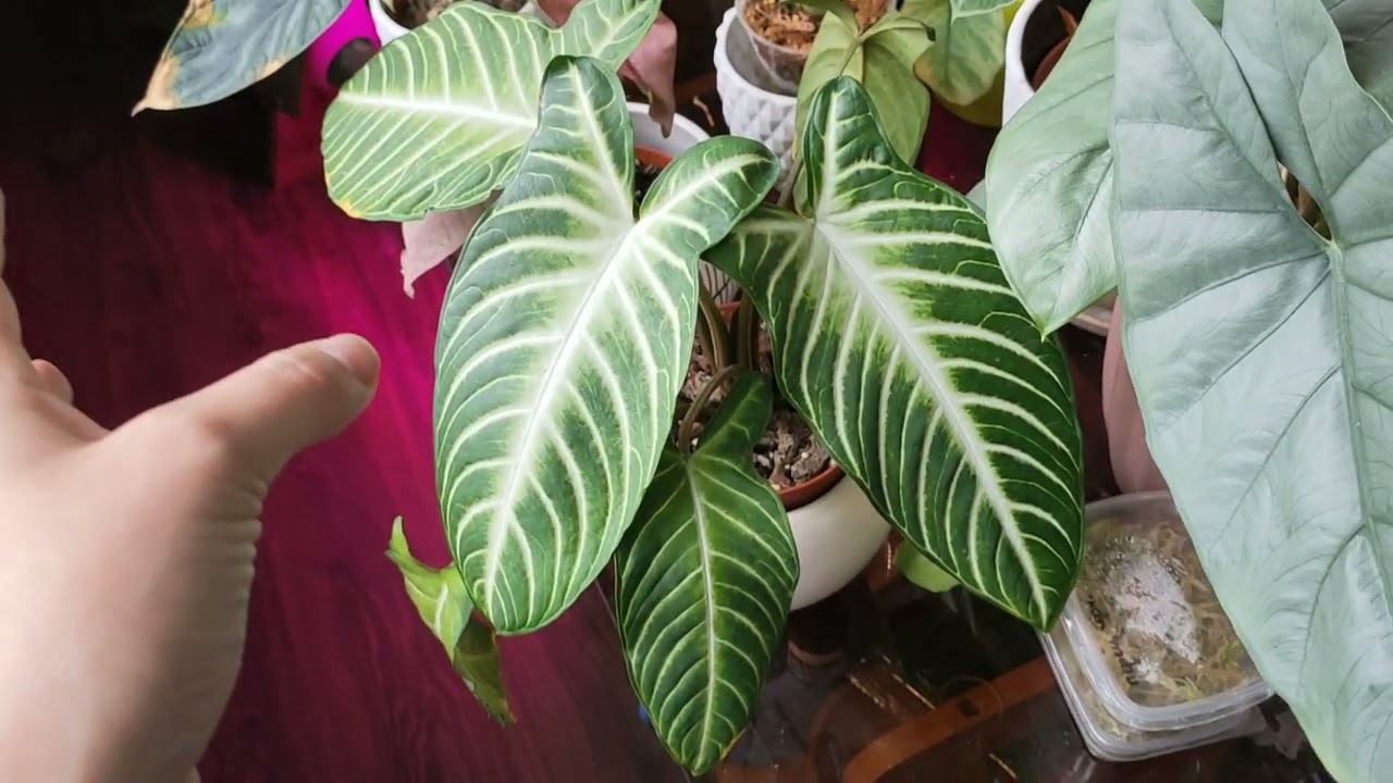 ксантозома Линдена 🌿уход в домашних условиях 🌿размножение 🌿алоказии 🌿