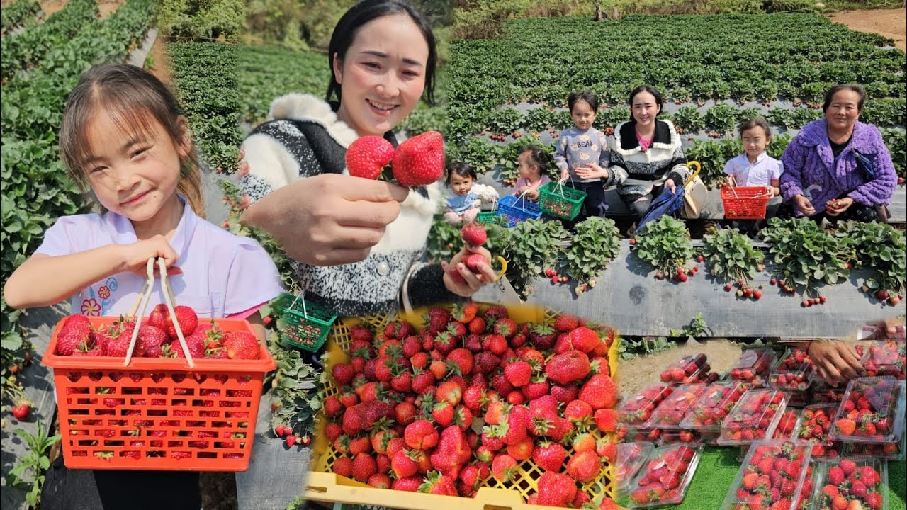 Coj kuv cov me nyuam mus des txiv loj thiab ntau tiag2