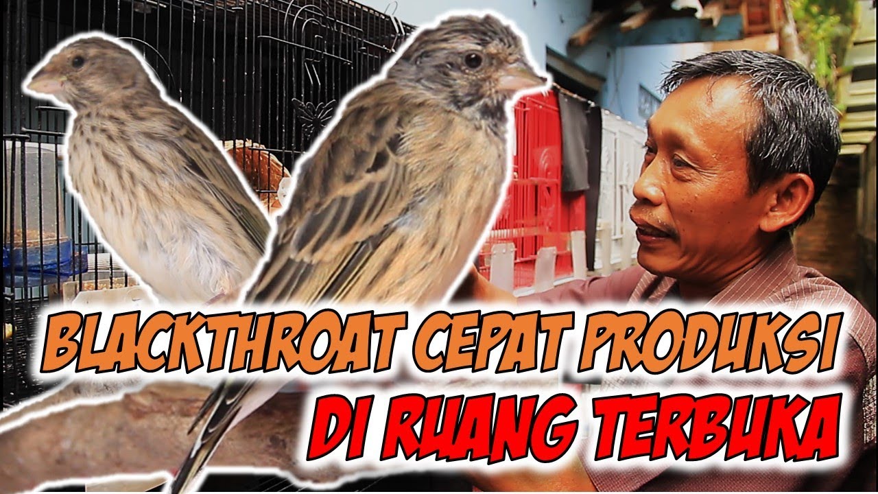TERJAWAB !!! TERNYATA BEGINI CARA SUKSES TERNAK BLACKTHROAT DI LUAR RUANGAN, LEBIH CEPAT PANEN ANAK
