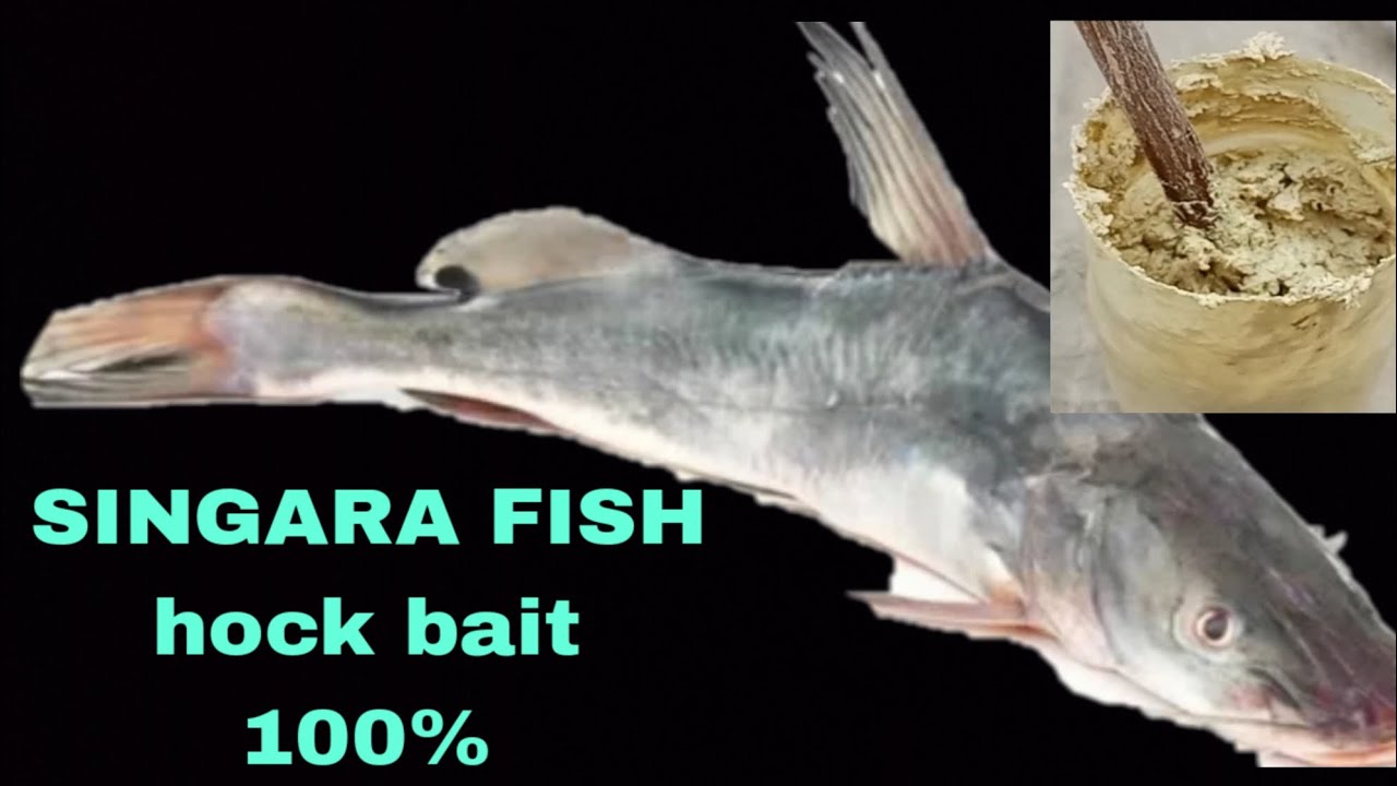 fishig bait || singara fishing bait ||  cat fish bait ||  best fishing bait