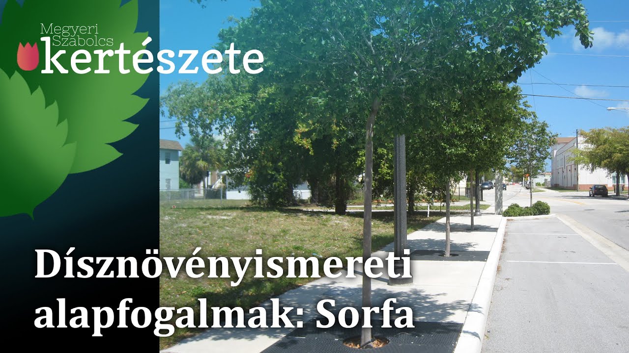 Dísznövényismereti alapfogalmak: Sorfa