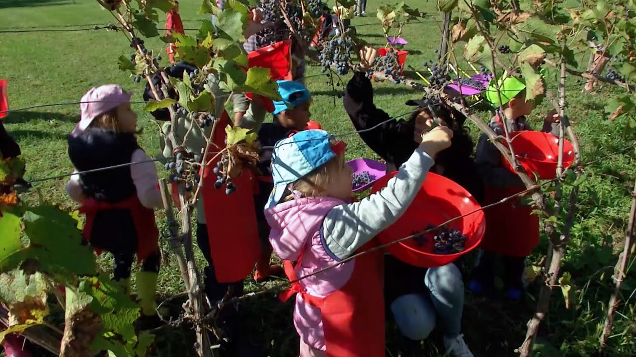VALLAGARINA, NOMI: LA VENDEMMIA DEI BAMBINI