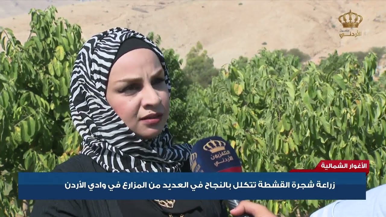 الأغوار الشمالية - زراعة شجرة القشطة تتكلل بالنجاح في العديد من المزارع في وادي الأردن