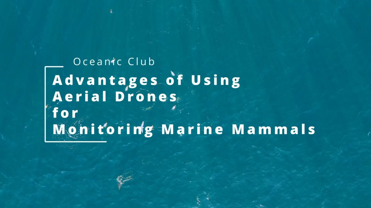 Drone usage for Marine Mammals research in the Black Sea