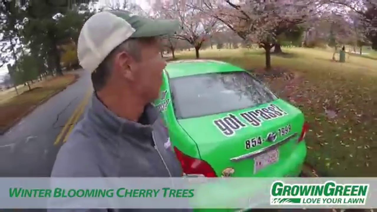 Why Are Cherry Trees Blooming in the Winter