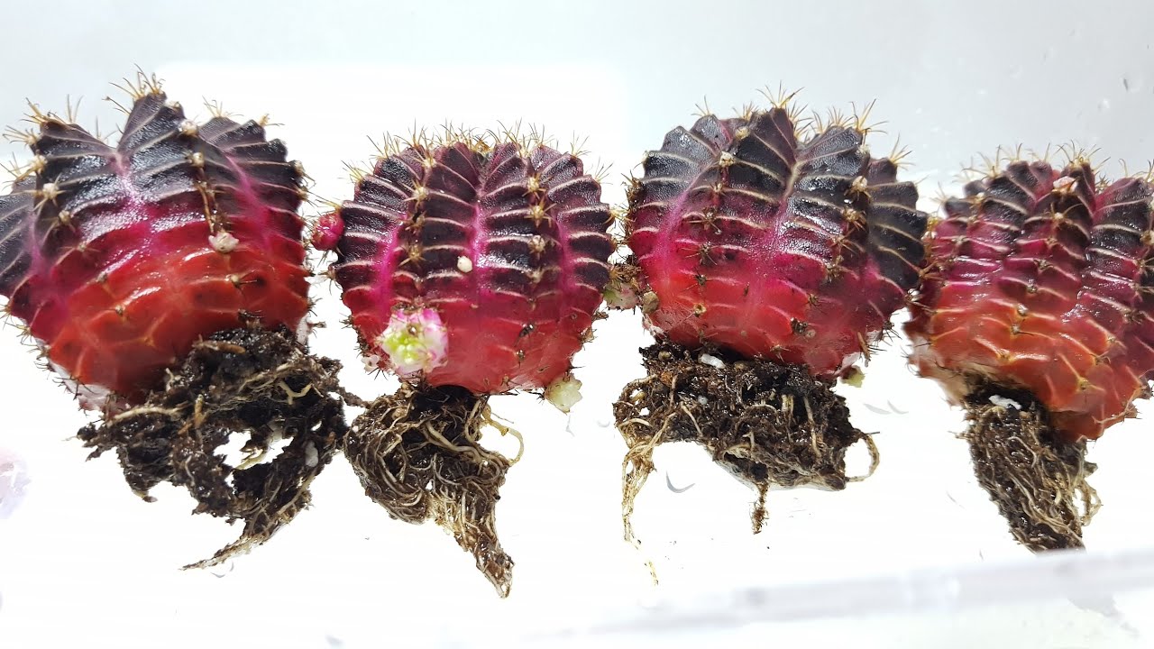 Degrafted Cactus Rooting
