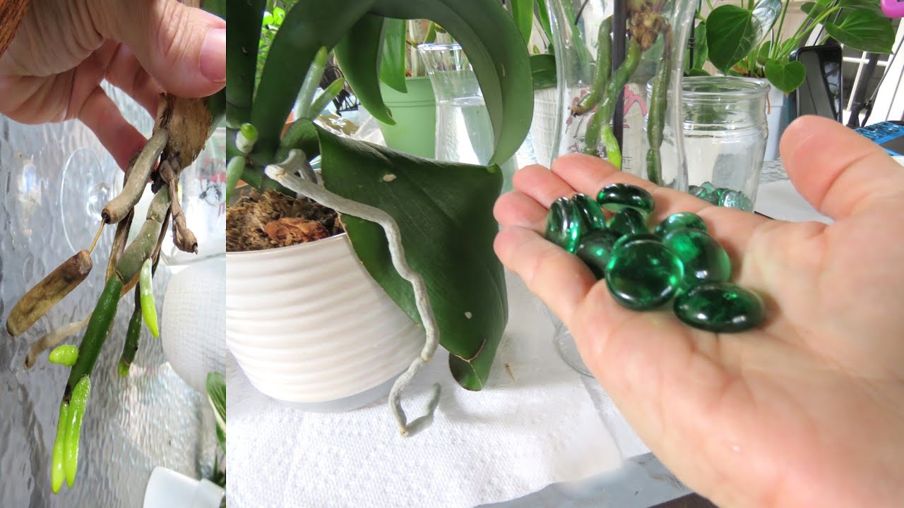 Cultivar en vidrio terapia que funciona para recuperar y enraizar orquideas con mejor resultado #302