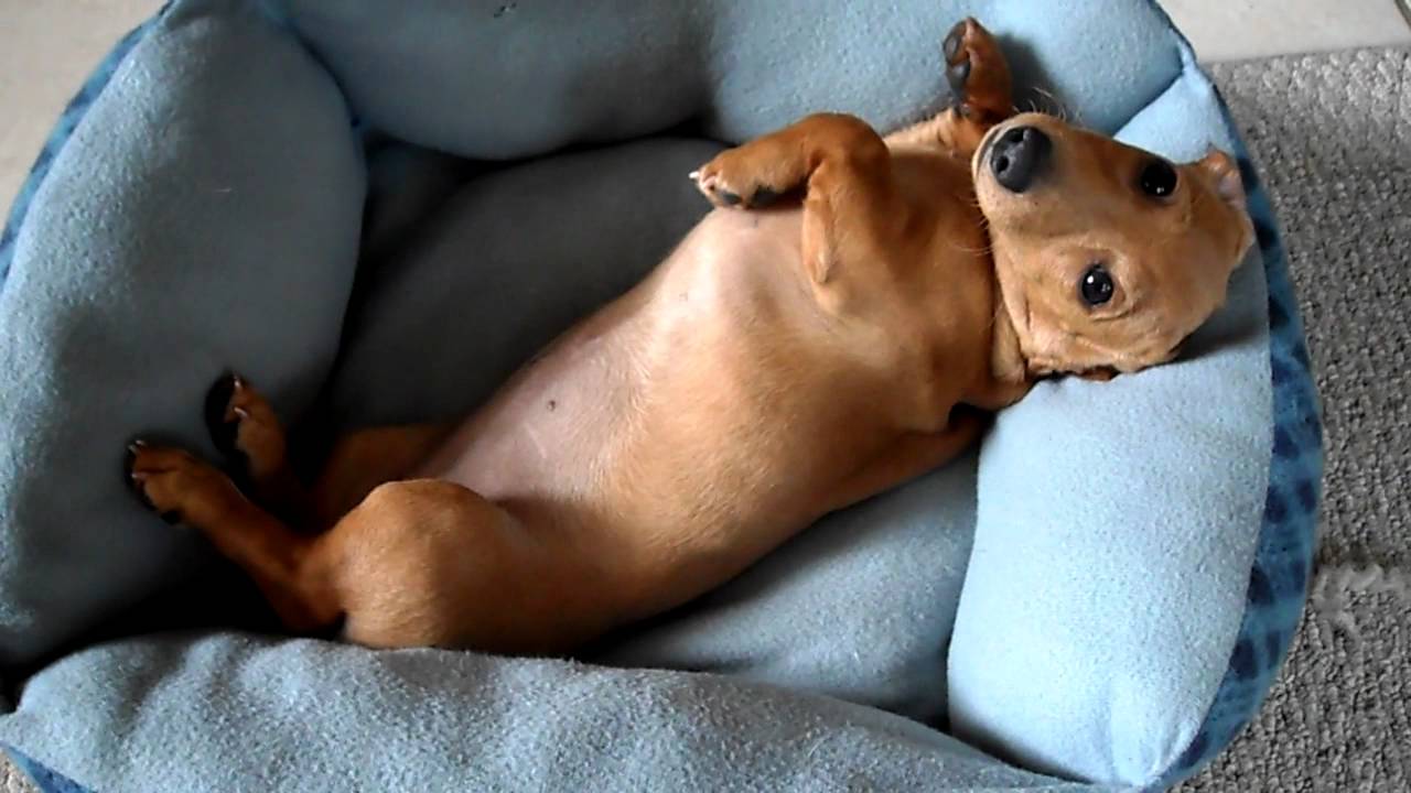 Peanut, the mini dachshund,  trying to wake up