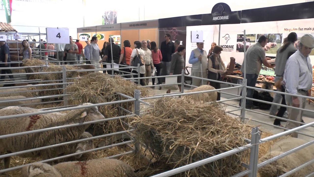 Ovibeja 2014