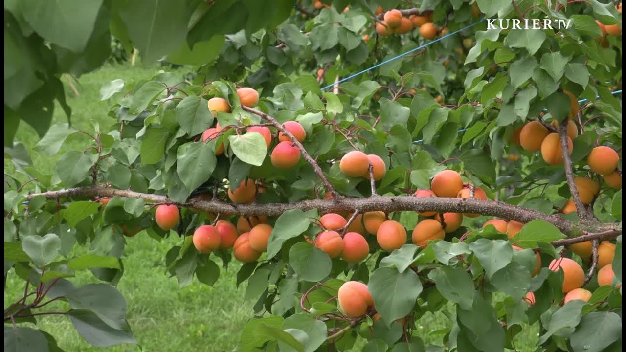 Wachau: Marillen-Ernte hat begonnen