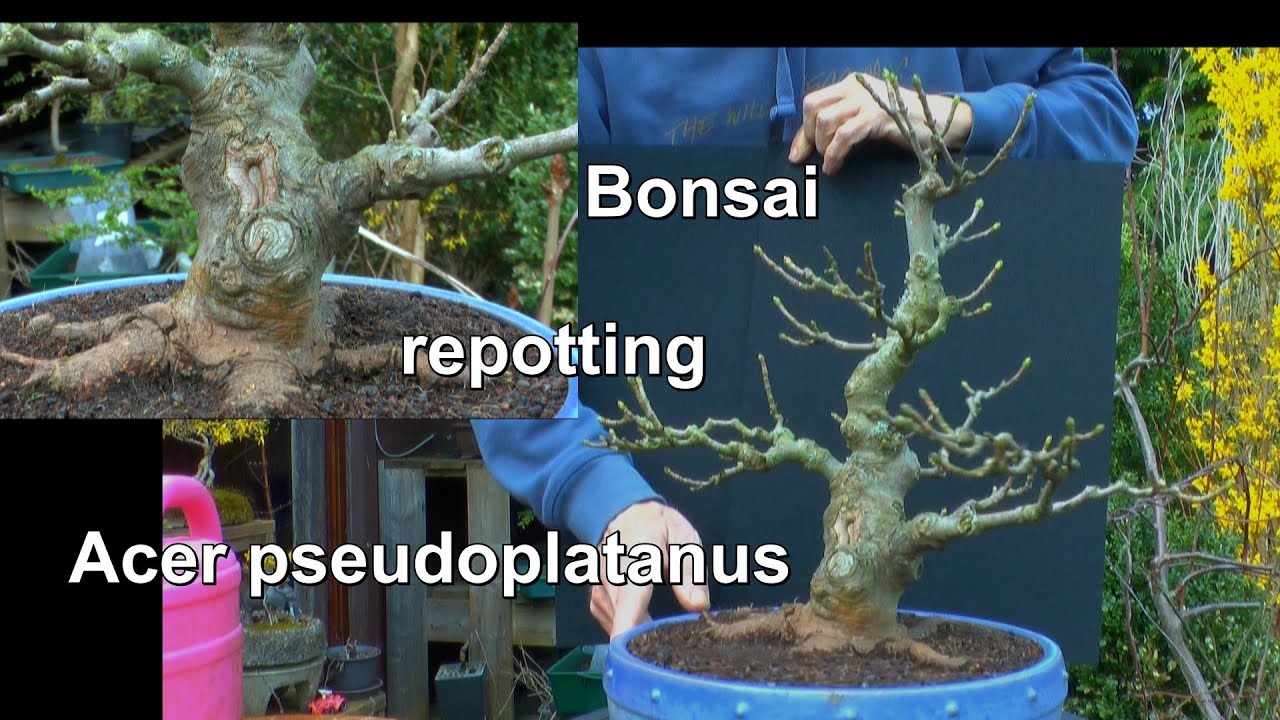 Bonsai Bergahorn umtopfen. Acer pseudoplatanus. Ein spezieller Kleinbaum in der Bonsaischale