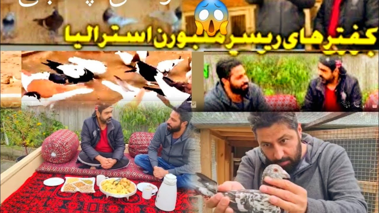چلنج کفتر ها پرشی در شهر استرالیا 