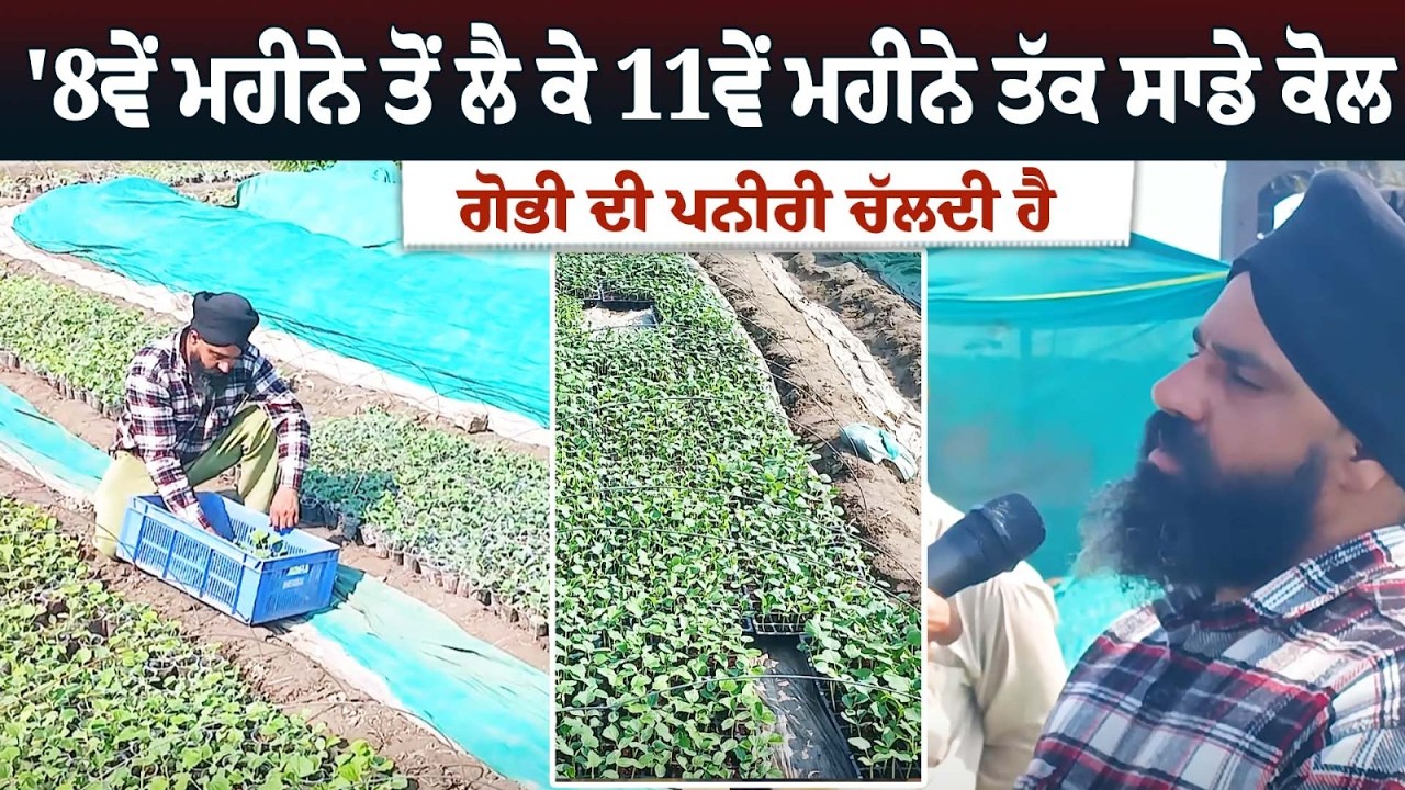 ਗੁਰਦਾਸਪੁਰ ਚ ਸਬਜ਼ੀ ਦੀ ਪਨੀਰੀ ਤਿਆਰ ਕਰਨ ਵਾਲੇ ਕਿਸਾਨ ਨਾਲ ਗੱਲਬਾਤ ਸੁਣੋ ਕਿੰਨਾ ਹੁੰਦਾ ਮੁਨਾਫ਼ਾ ਤੇ ਕਿਵੇਂ ਤਿਆਰ