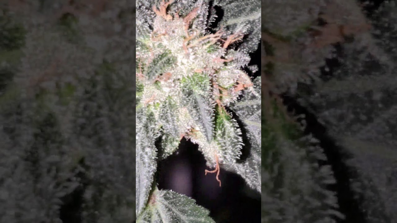 Pink Tuna Kush.