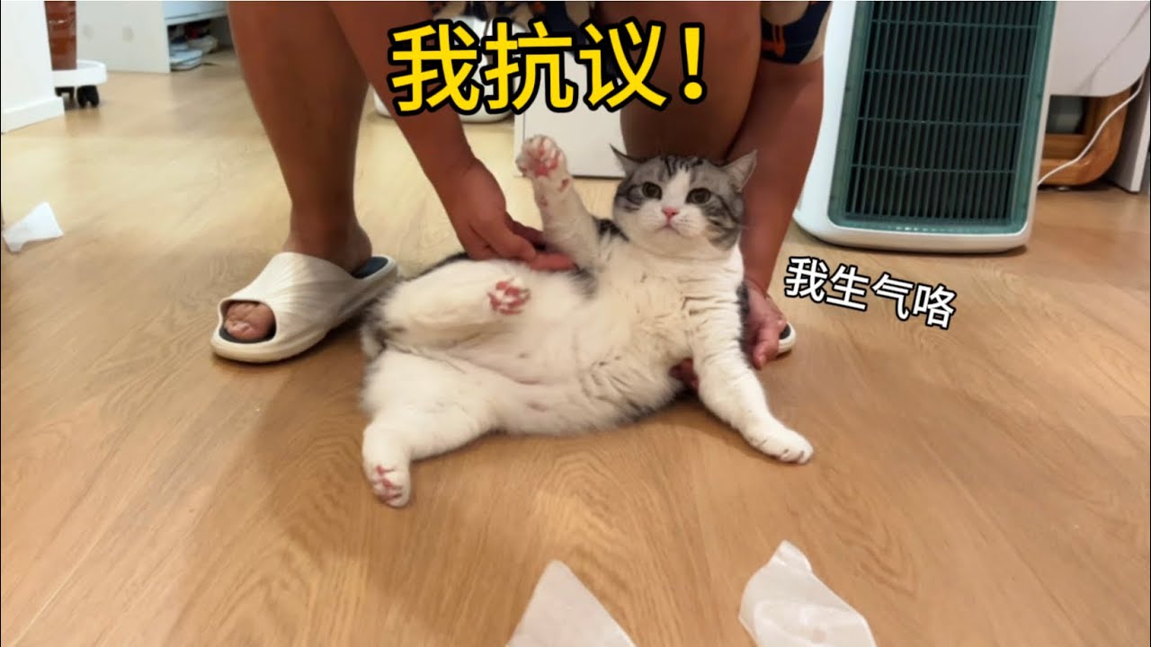 太聰明的貓不好養！騙它減肥，還能騙生氣了？