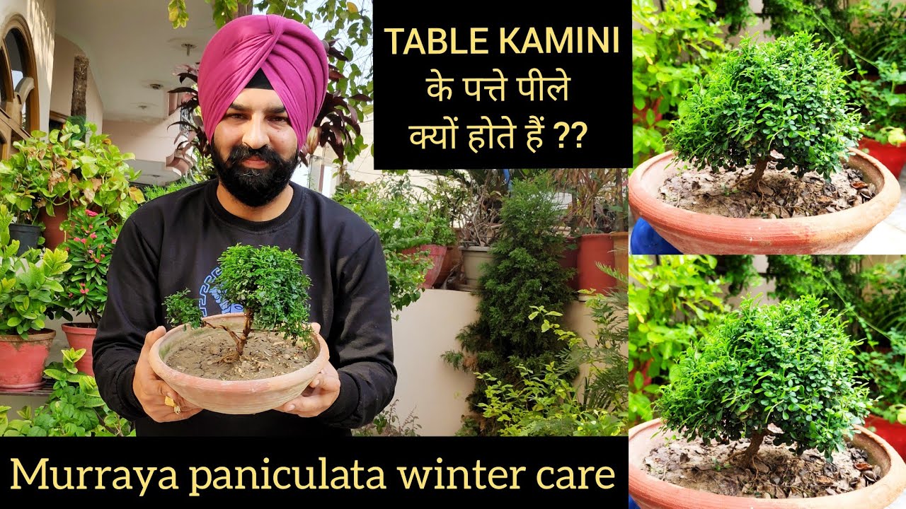 Table kamini winter care, dwarf kamini, mini kamini, murraya paniculata care fertilizer tips