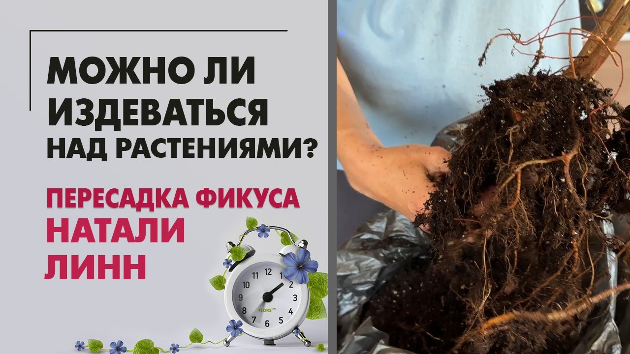 Фикусы Натали Линн. Пересадка и не только. Можно ли издеваться над растениями?
