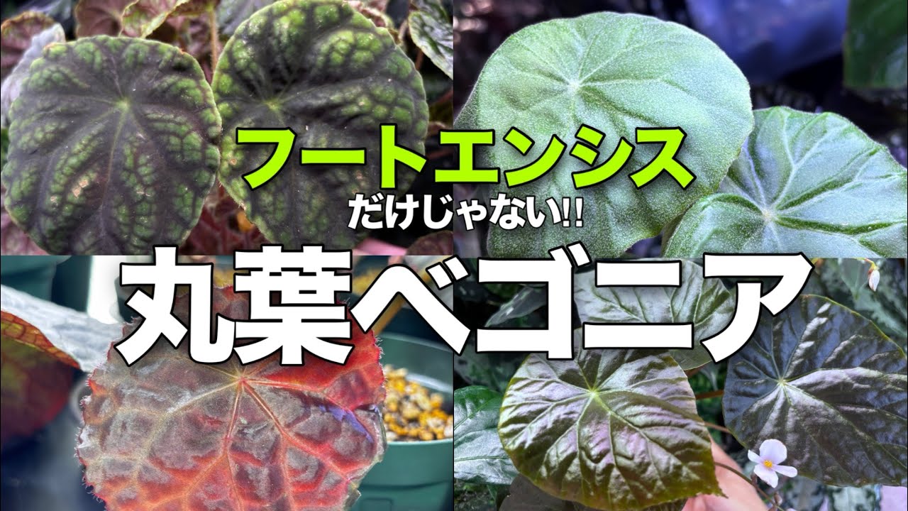 フートエンシスだけじゃない⁉︎かわいい丸葉のベゴニアをご紹介！