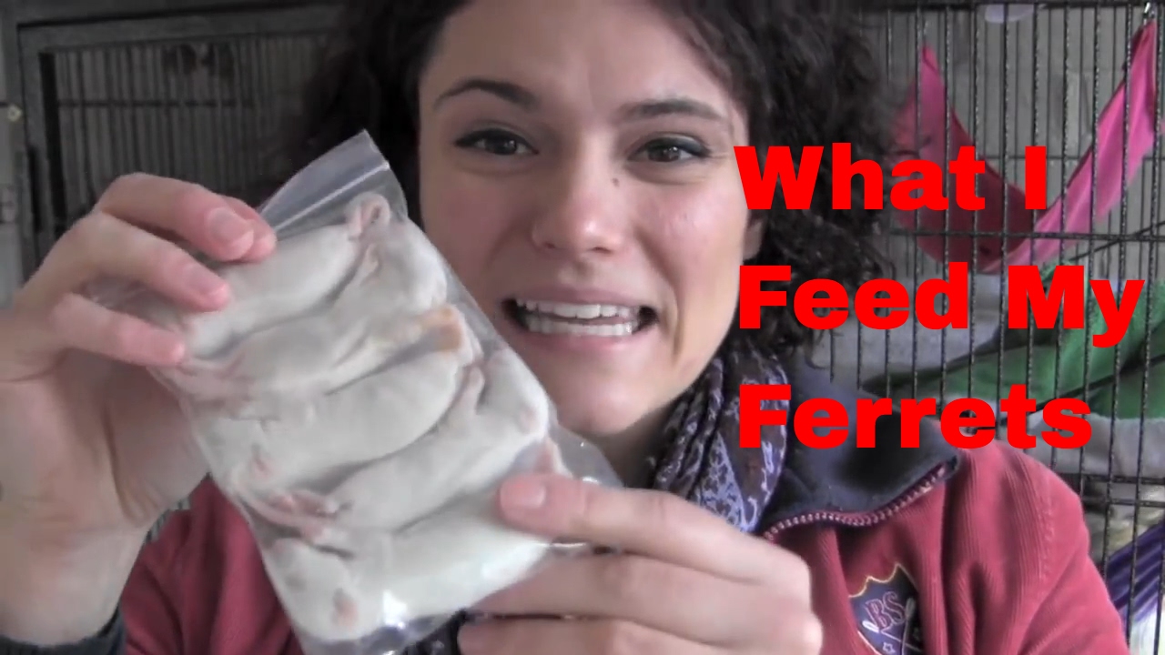 What I feed my ferrets