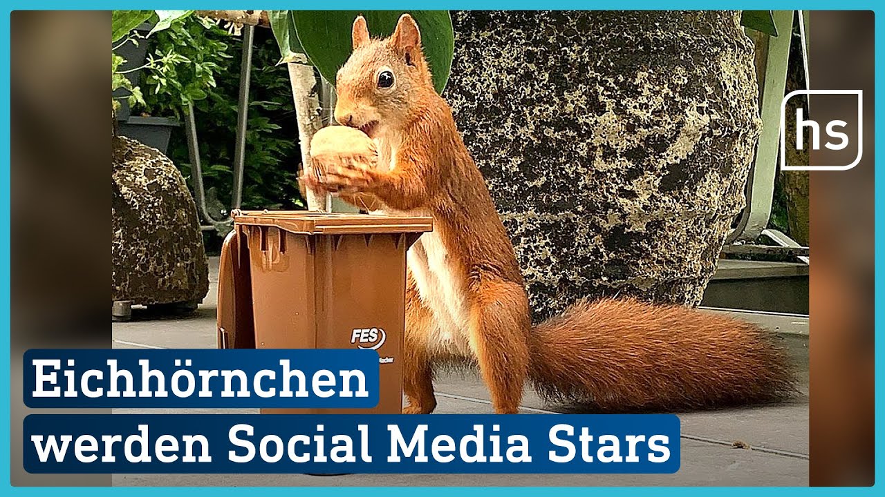 Frankfurter baut Spielzeuge für Eichhörnchen - und macht sie zu Social Media Stars | hessenschau