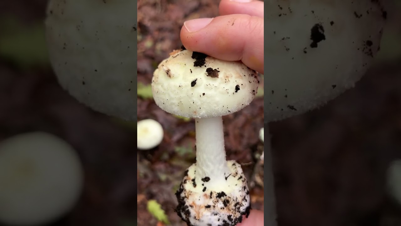 Amanita citrina - scadente / sconsigliata - Pillole di Micologia - Giacomo Jack Ispettore Micologo