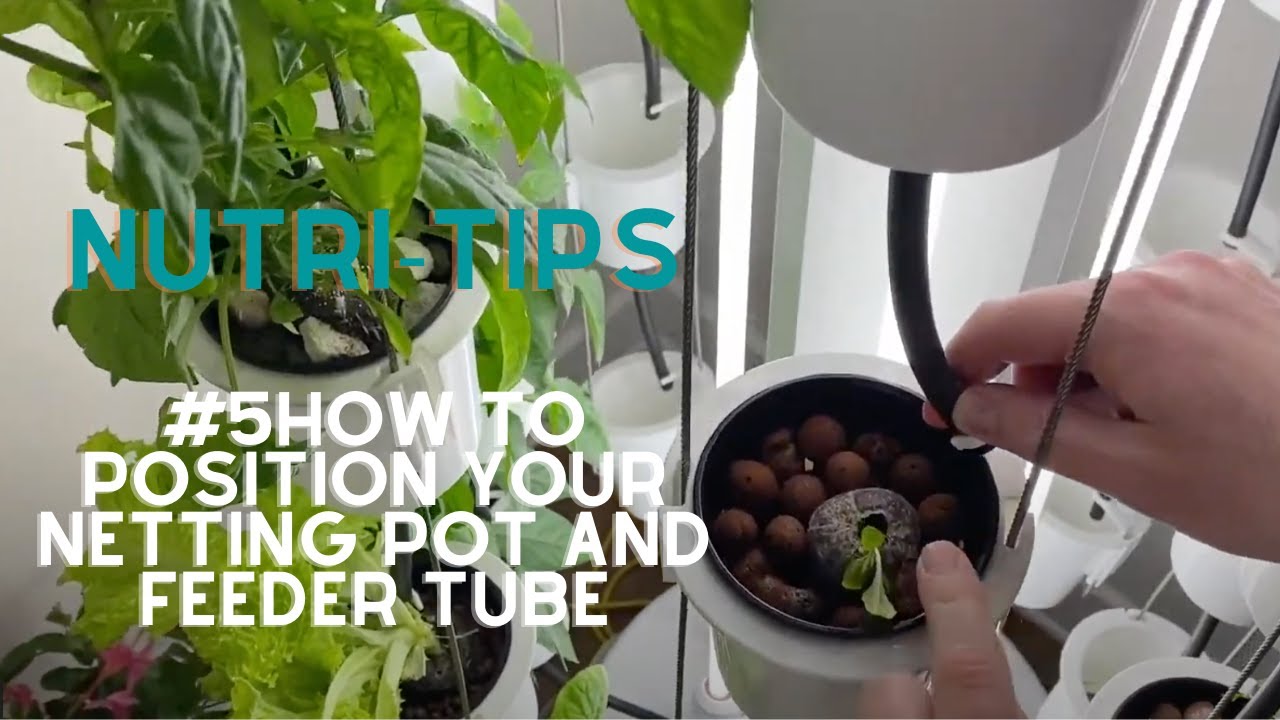 Nutritips#5 How to position your netting pot and feeder tube