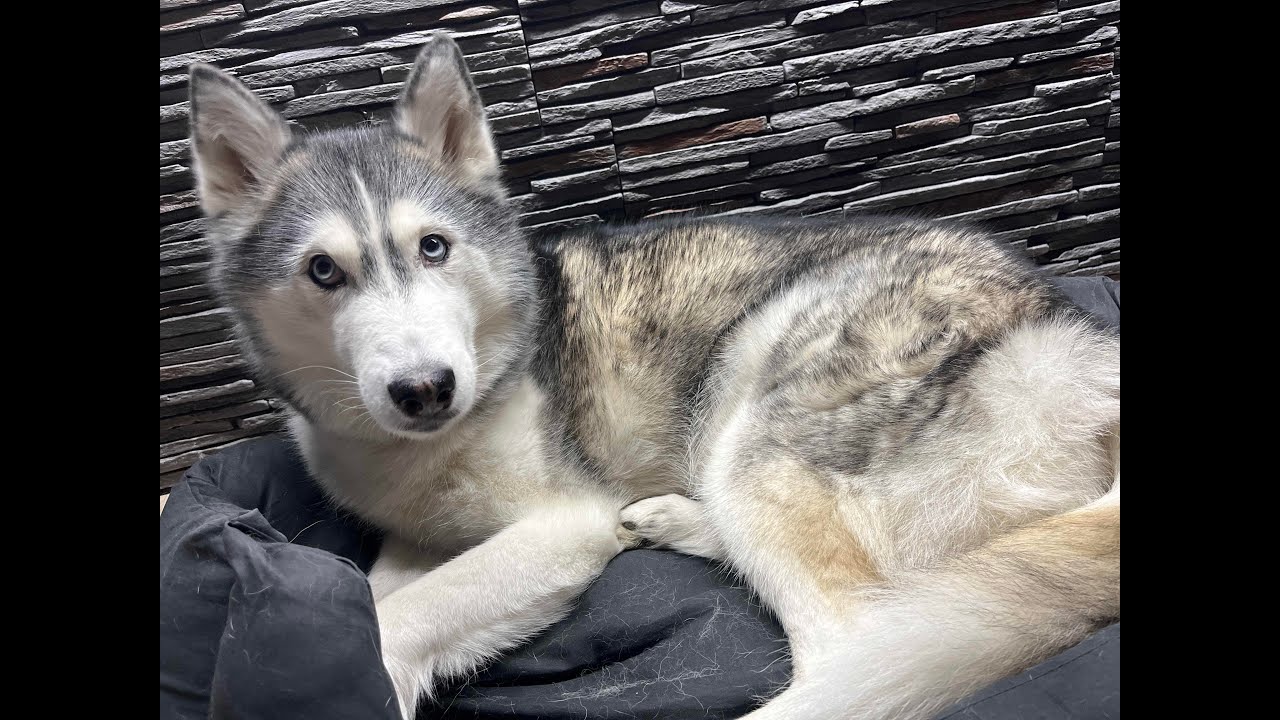 🐾 Life With Huskies – Live! Watch Them Play, Run & Explore 🐾
