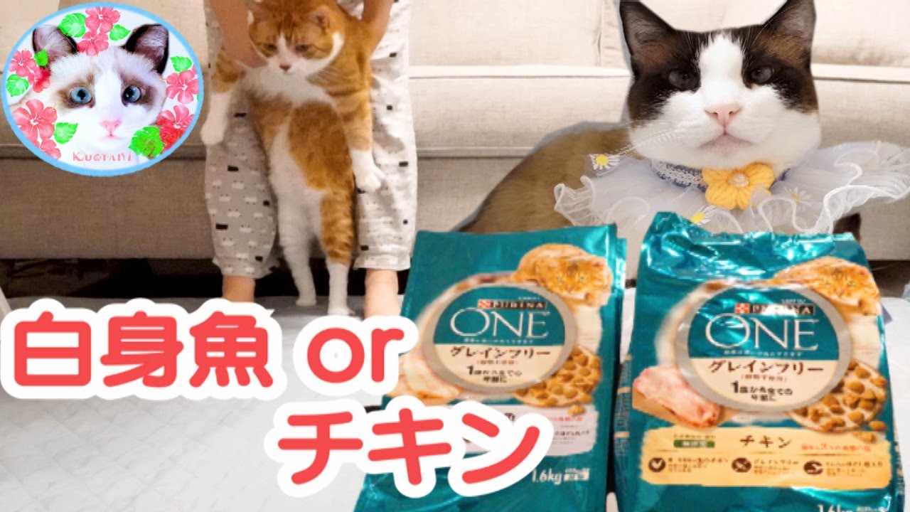 ピュリナワングレインフリーの味比べ(チキンか白身魚）をした猫 Cat comparing taste