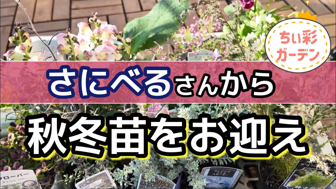 選べなくて大変でした！さにべるさん購入苗で秋冬の寄せ植え‼︎