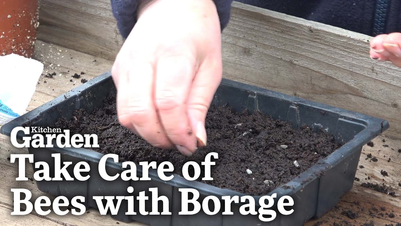 Take Care of Bees using Borage