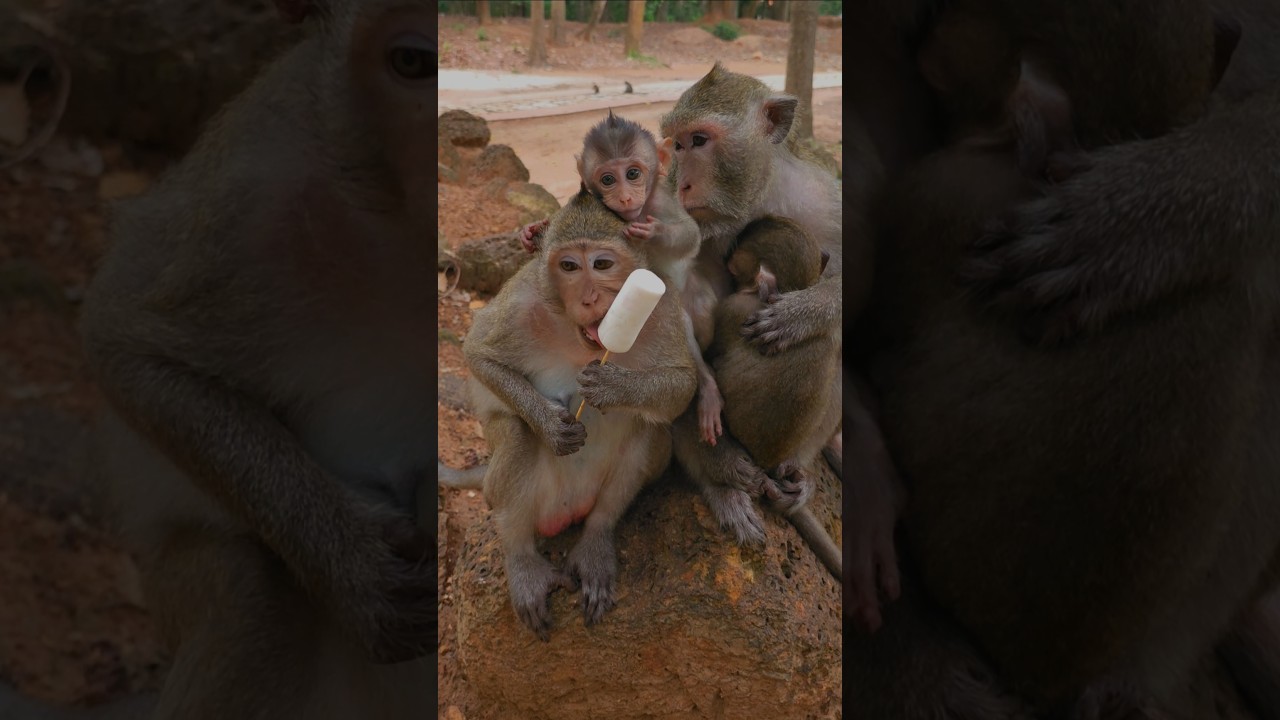 The Monkey's Life at Taproom temple, they're so happy independent life #monkey #babymonkey #monkeys
