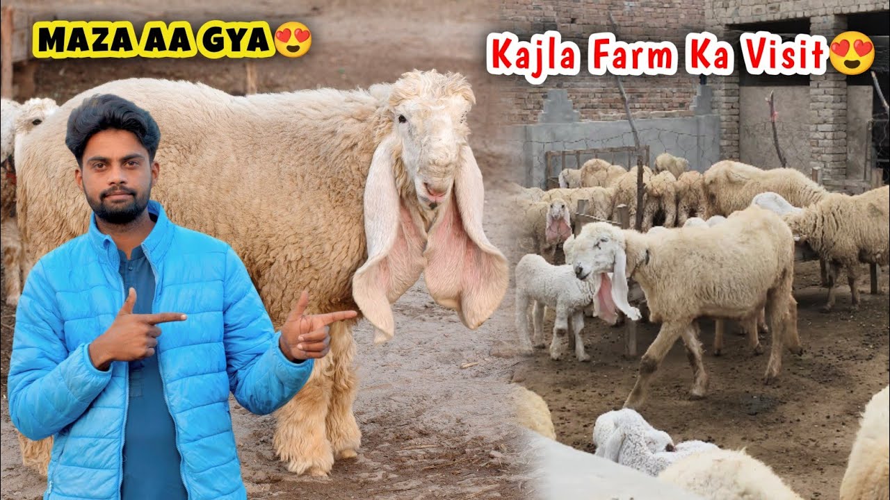 Kajla Sheep Farm Ka Visit 😍 Aj Shoq Kr K Maza AA Gaya😍
