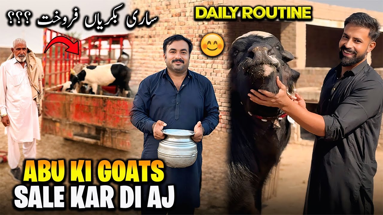 Waqar Bhinder Daily Routine 🤔 | آج ابو جان کی ساری بکریاں فروخت کر دیں