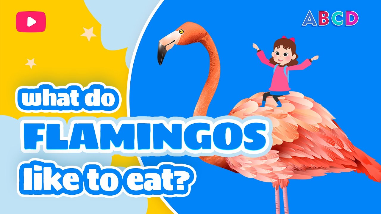 FLAMINGOS. What do animals eat? Educational stories for children from Mary.