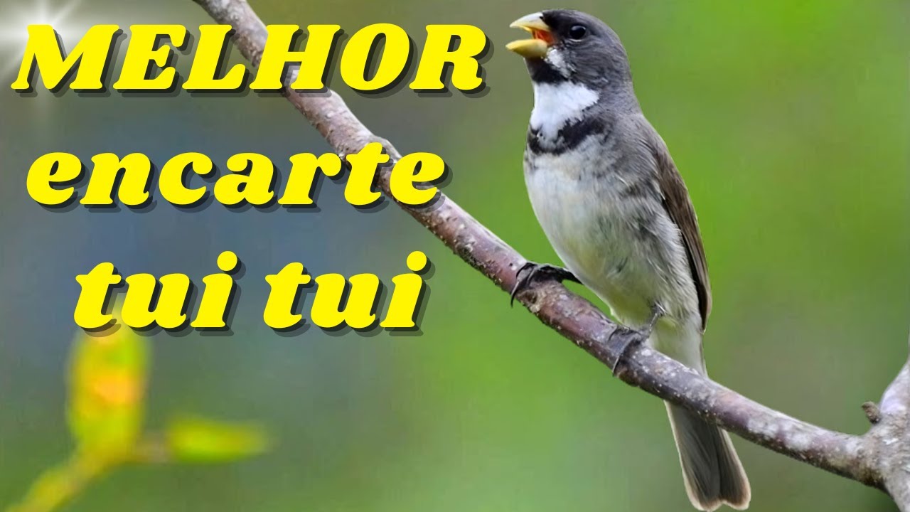 🔴MELHOR CANTO COLEIRO TUI TUI PARA ENCARTE 🔴🔴 ESQUENTE SEU COLEIRO🔴