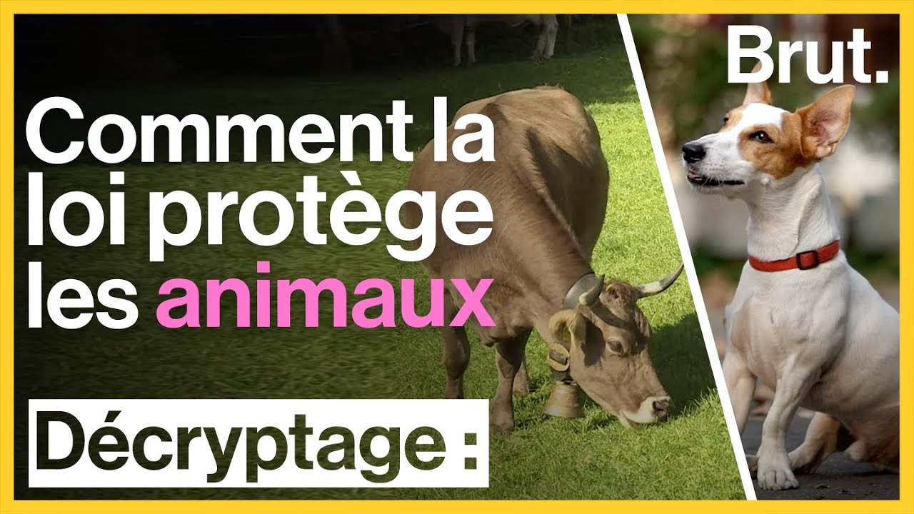 Tour du monde : comment la loi prot&egrave;ge les animaux