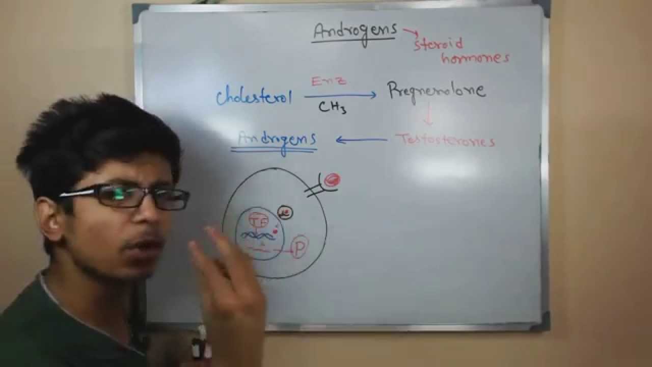 Androgens | testosterone hormone