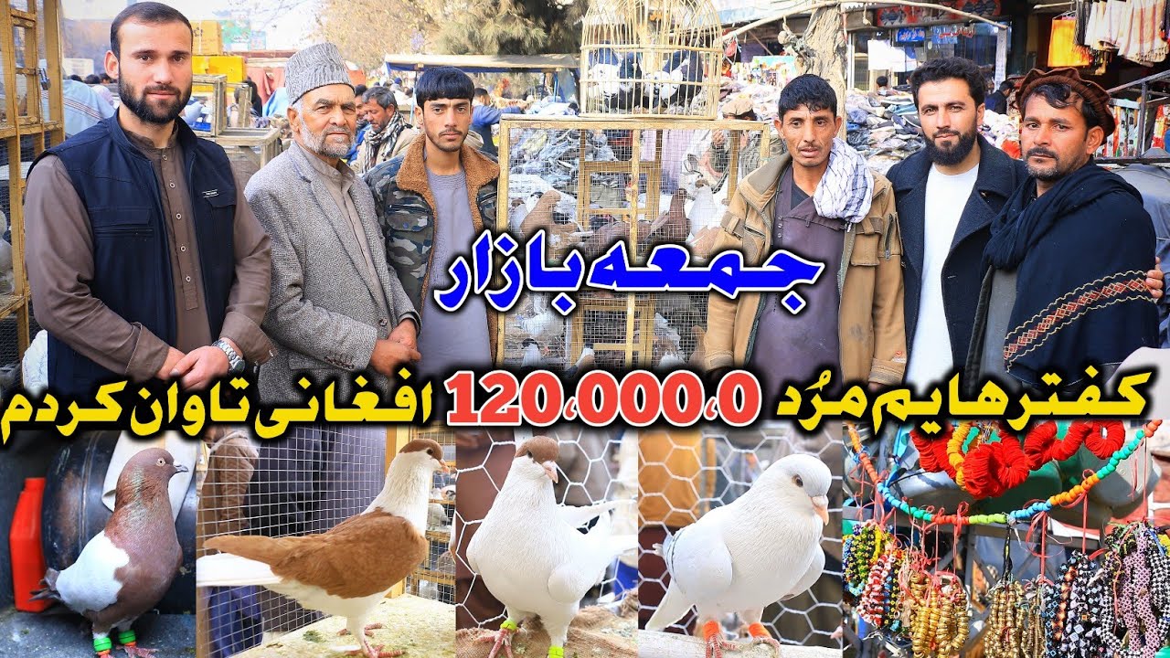فراز و نشیب نگهداری کفتر| کفترها یم مُرد و 120،000،0 افغانی تاوان کردم | جمعه بازار |قیمتی 30،000 Af