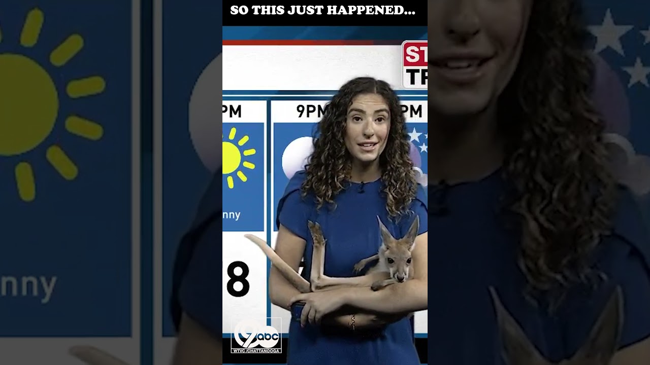 Whoa: A KANGAROO joined Lexie Horvath for her forecast!