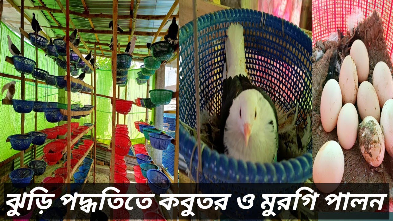 ঝুড়ি পদ্ধতিতে কবুতর ও মুরগি পালন।তাহেরপুর,বাগমারা, রাজশাহী।খামারি খোকন ভাই 01712-865727