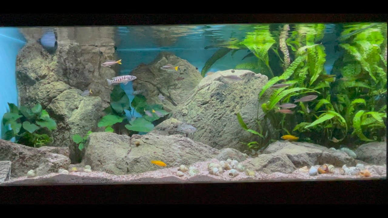 600 liter Tanganyika - 6 month update