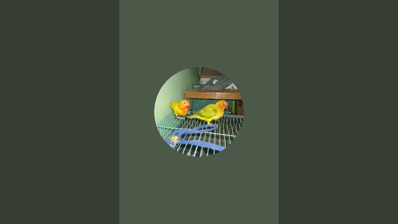 BONIE MINI AVIARY is live