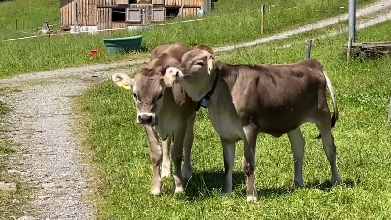 Toggenburg -Sellamatt - Zinggen - Gerstenboden - Iltios - Jodelclub Säntisgruess - Am Karl sin