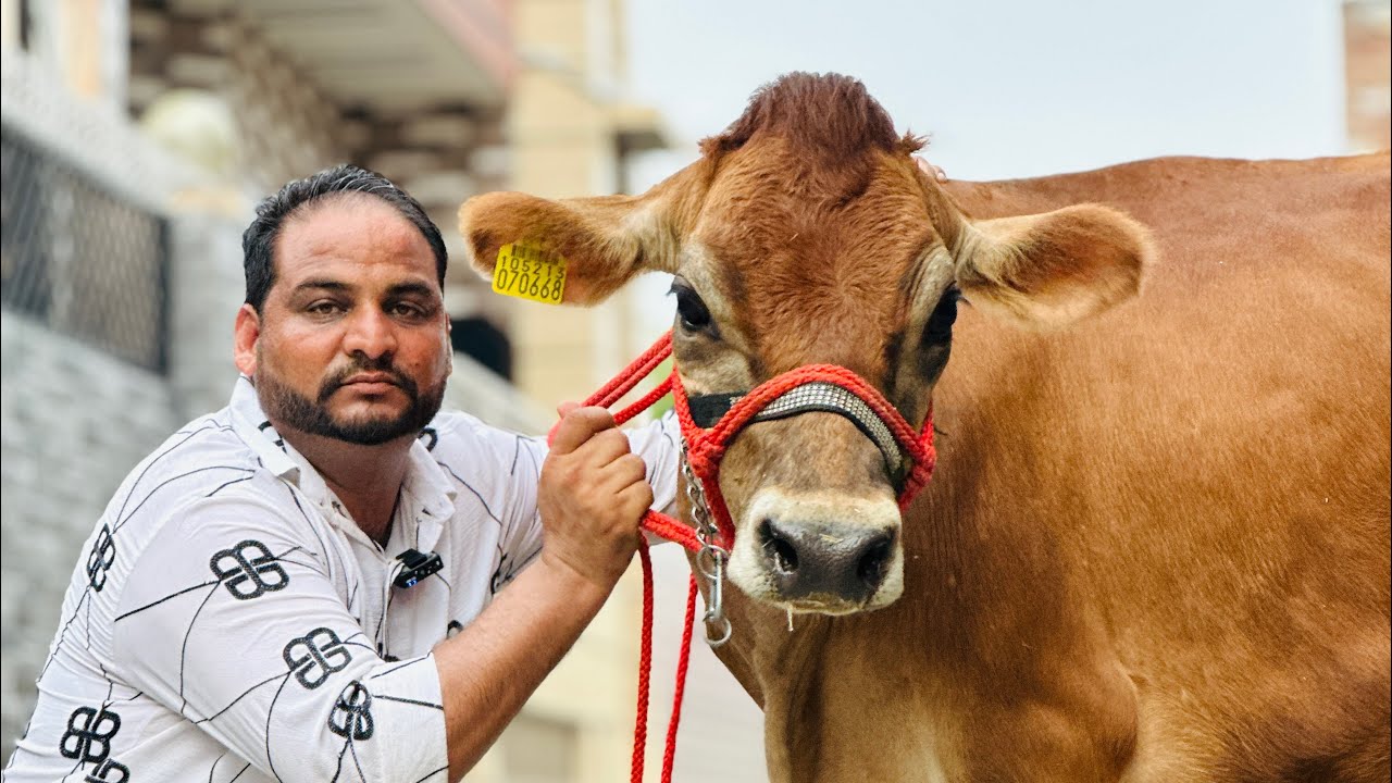 Top quality jersey for sale in just 55,000 || Top Breed